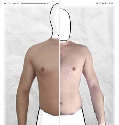 Torso Comparison