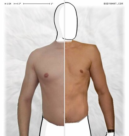 Torso Comparison