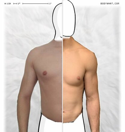 Torso Comparison