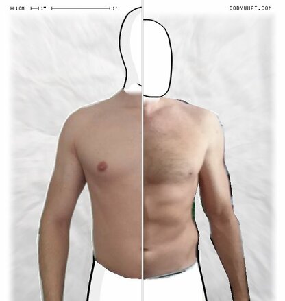 Torso Comparison