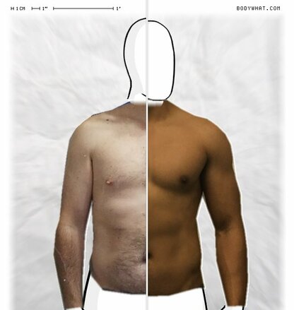 Torso Comparison