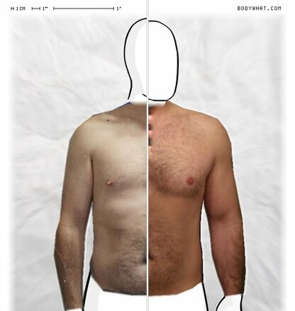 Torso Comparison