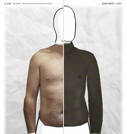 Torso Comparison