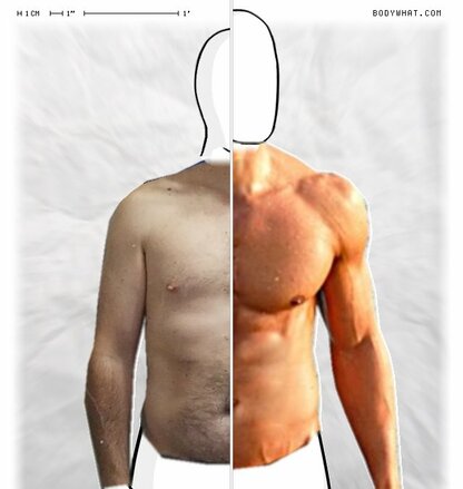Torso Comparison