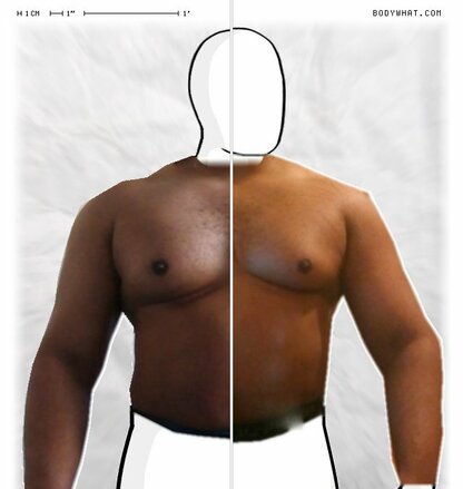 Torso Comparison