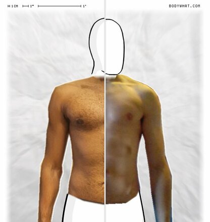 Torso Comparison