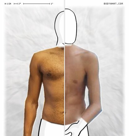 Torso Comparison
