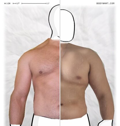Torso Comparison