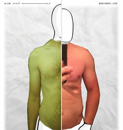 Torso Comparison