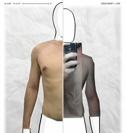 Torso Comparison