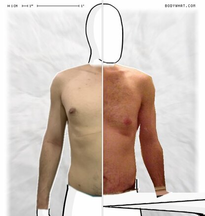 Torso Comparison