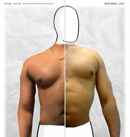 Torso Comparison