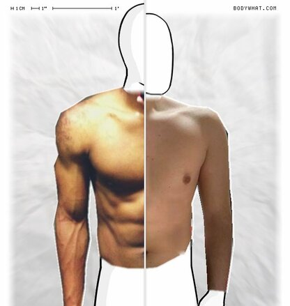 Torso Comparison