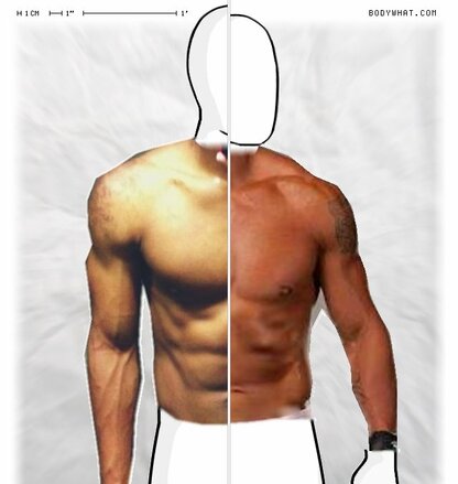 Torso Comparison