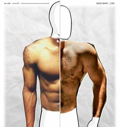 Torso Comparison