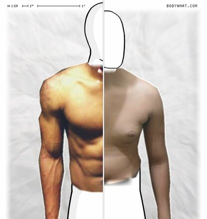 Torso Comparison