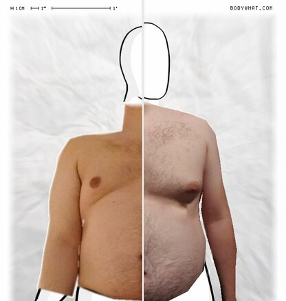 Torso Comparison