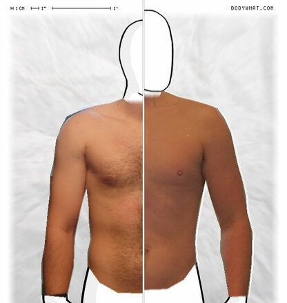 Torso Comparison