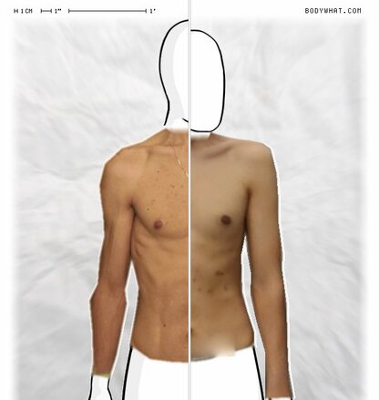 Torso Comparison