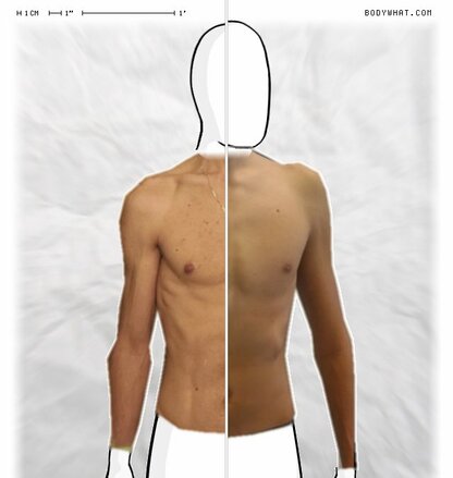 Torso Comparison
