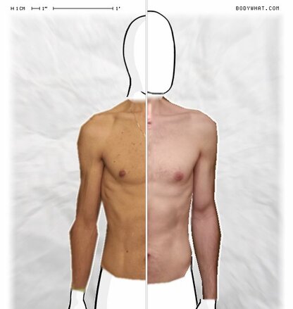 Torso Comparison