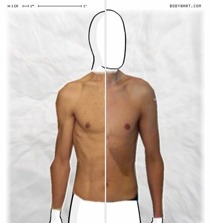 Torso Comparison