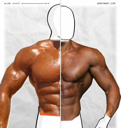 Torso Comparison