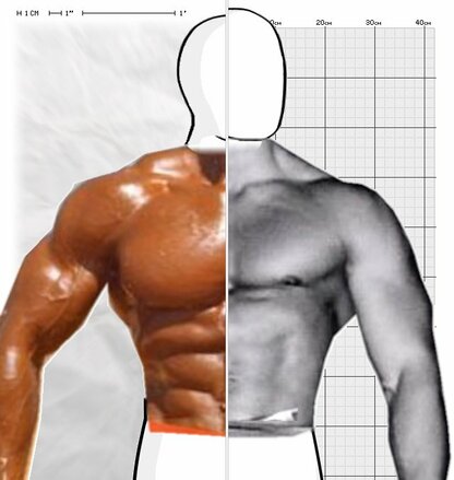 Torso Comparison