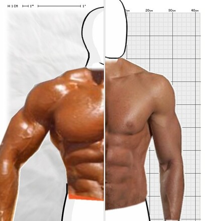 Torso Comparison