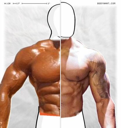 Torso Comparison