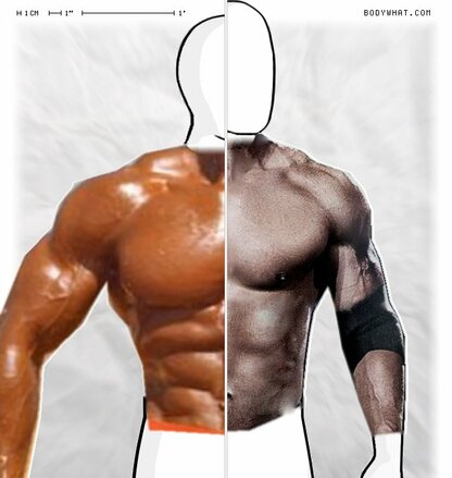 Torso Comparison