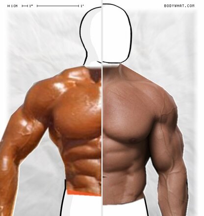 Torso Comparison