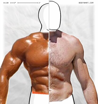 Torso Comparison