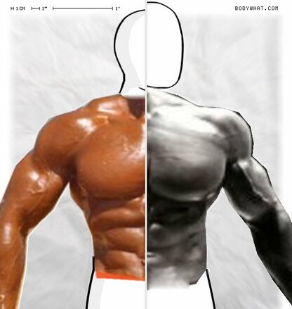 Torso Comparison