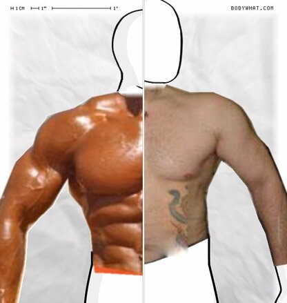 Torso Comparison