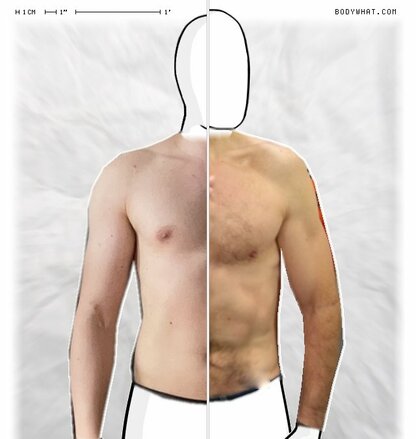 Torso Comparison