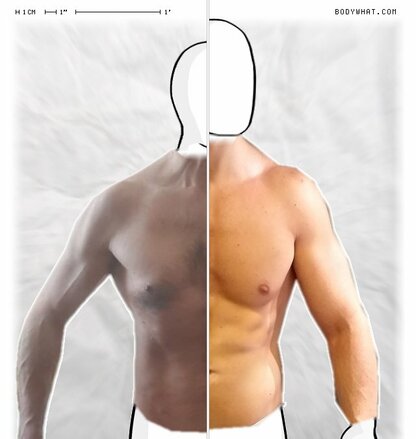 Torso Comparison