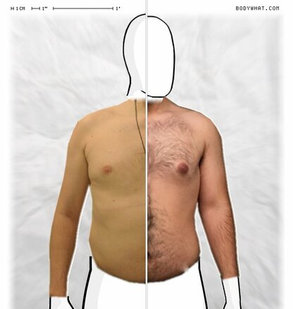 Torso Comparison