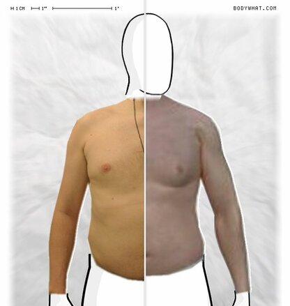 Torso Comparison