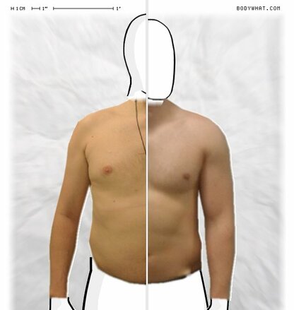 Torso Comparison