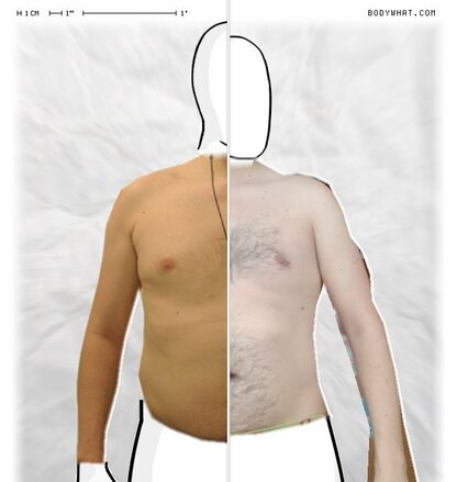 Torso Comparison