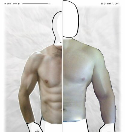 Torso Comparison