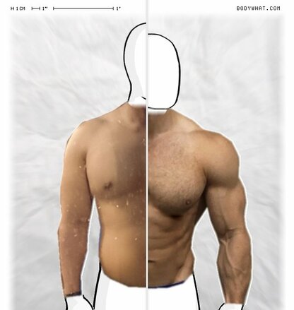 Torso Comparison