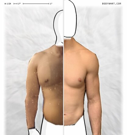 Torso Comparison