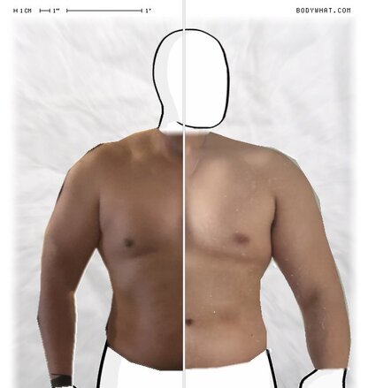 Torso Comparison