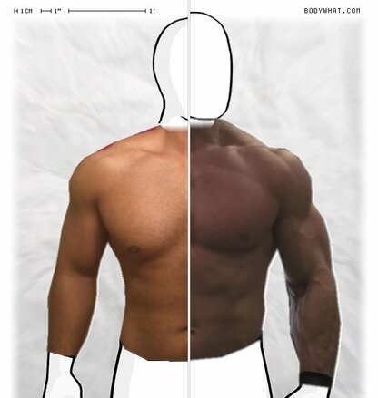 Torso Comparison
