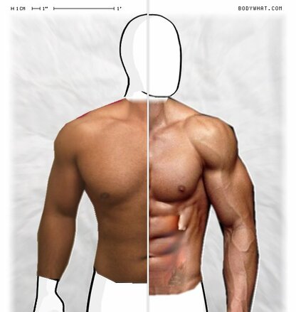 Torso Comparison