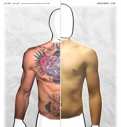 Torso Comparison