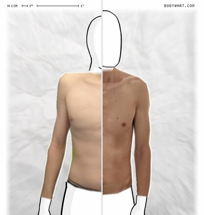 Torso Comparison
