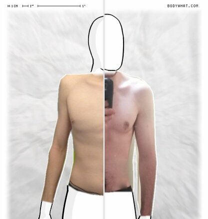 Torso Comparison